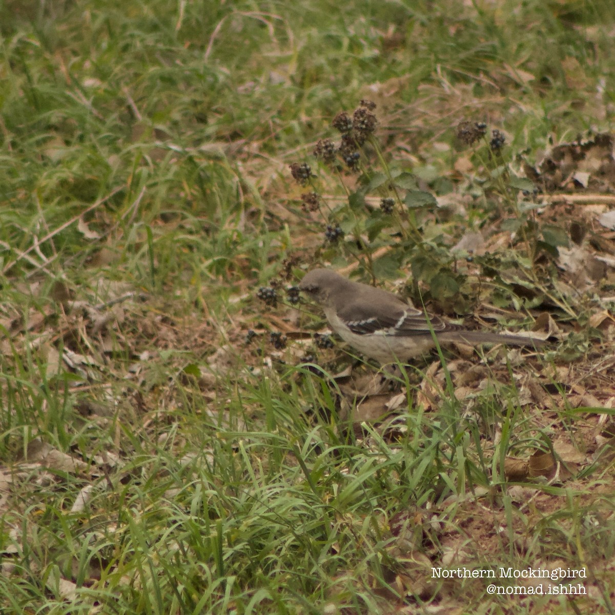 Northern Mockingbird - ML649306262