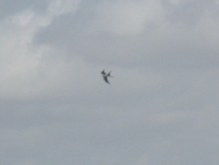 Swallow-tailed Kite - ML649306263