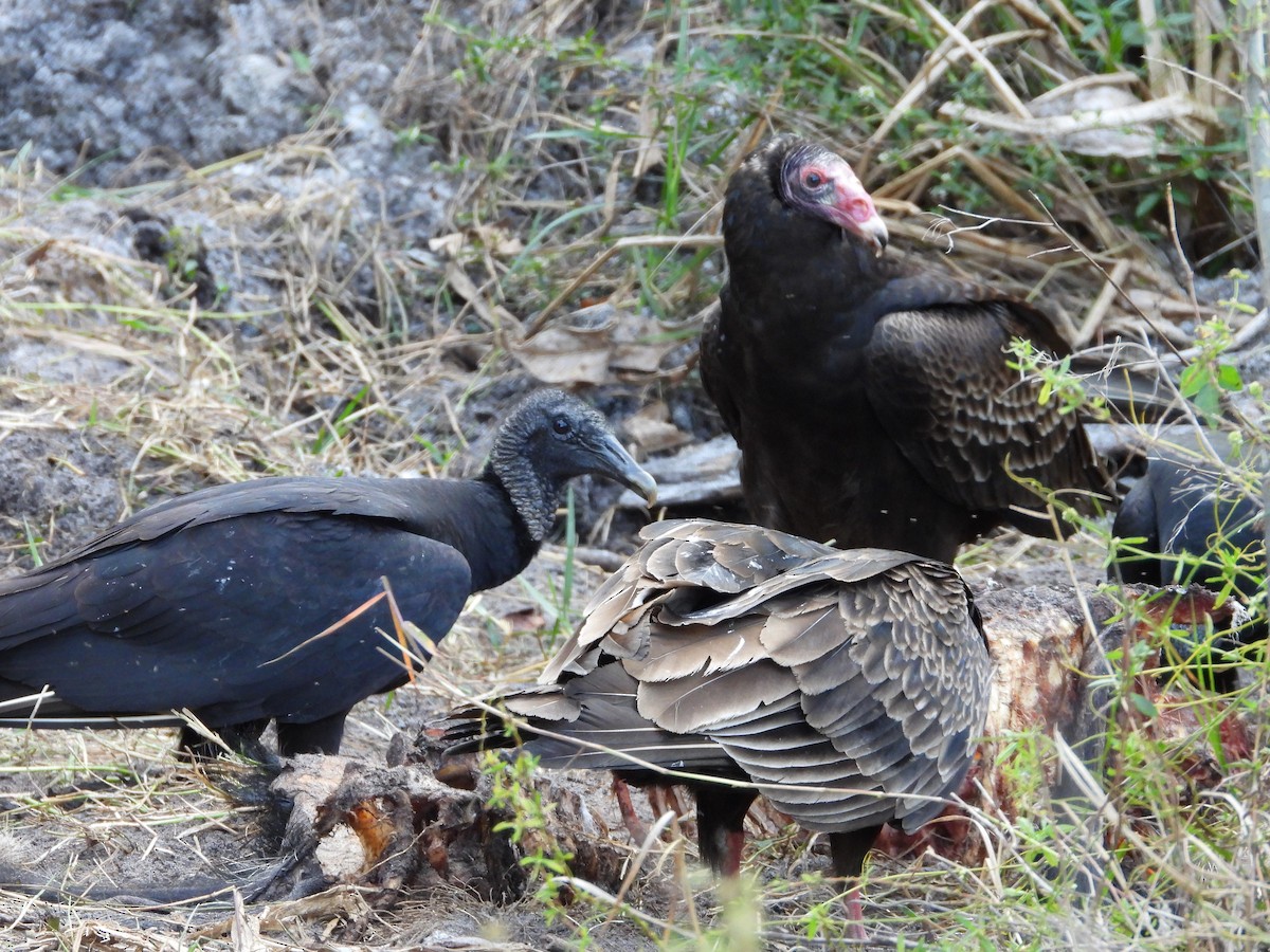 Black Vulture - ML649306264
