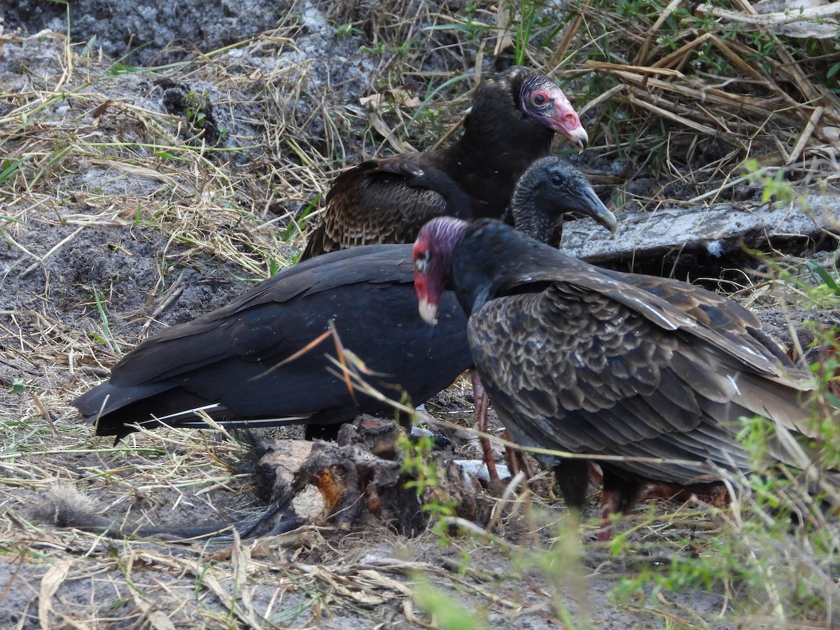 Black Vulture - ML649306266
