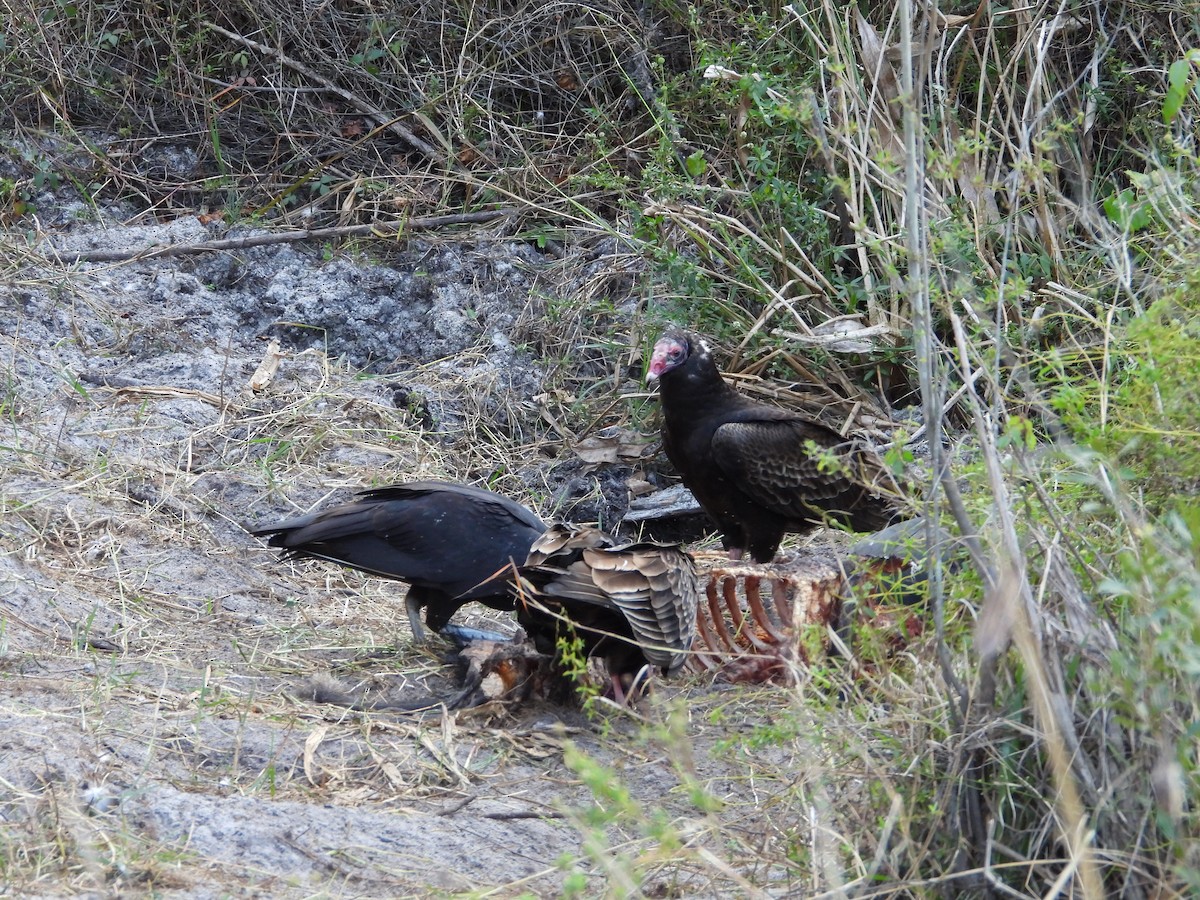 Black Vulture - ML649306267