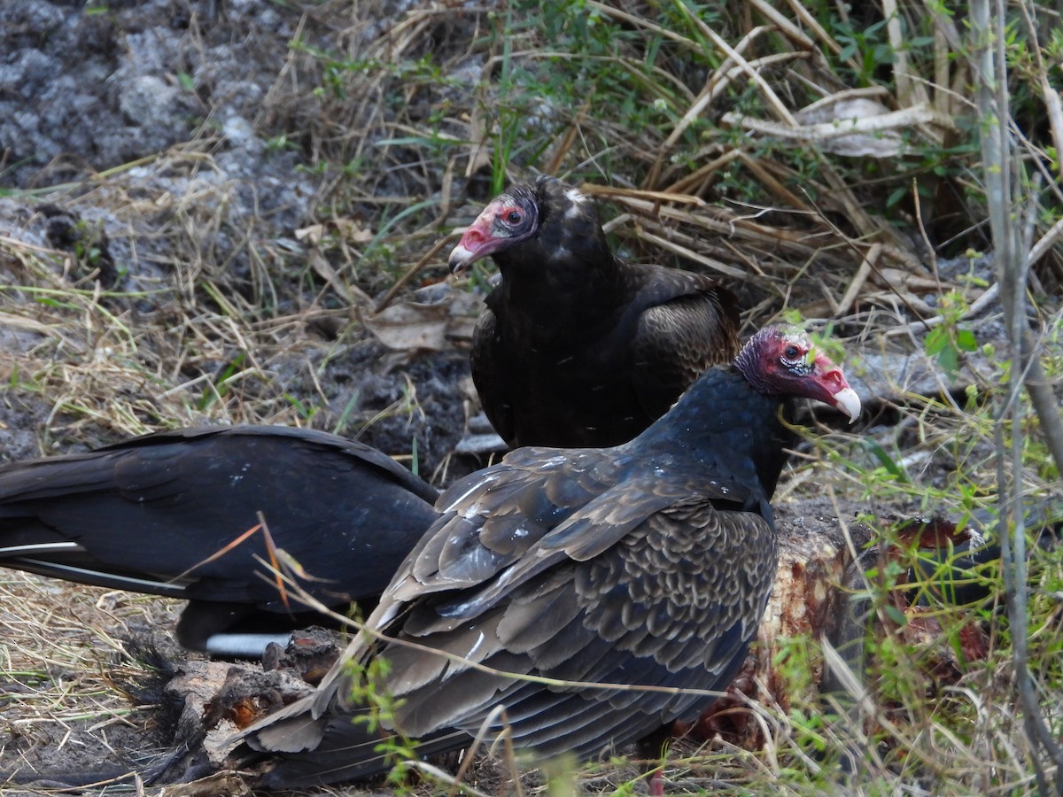 Black Vulture - ML649306268