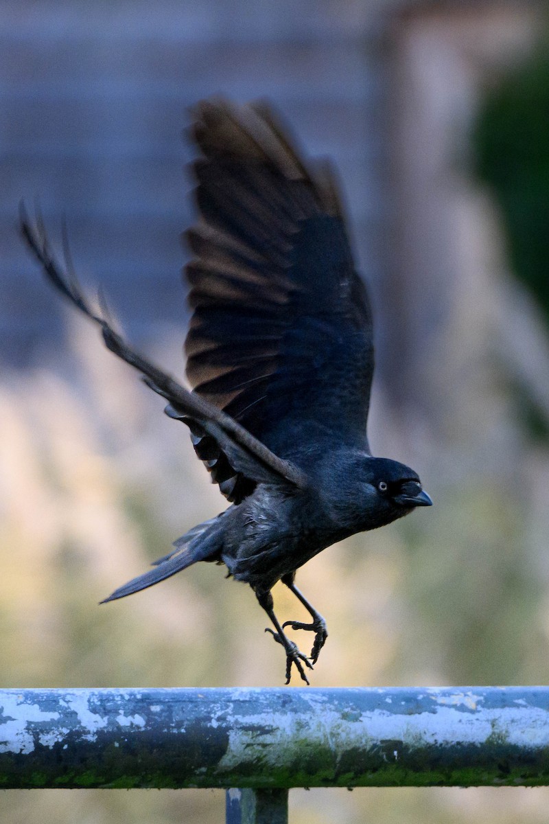 Taccola - ML649306271