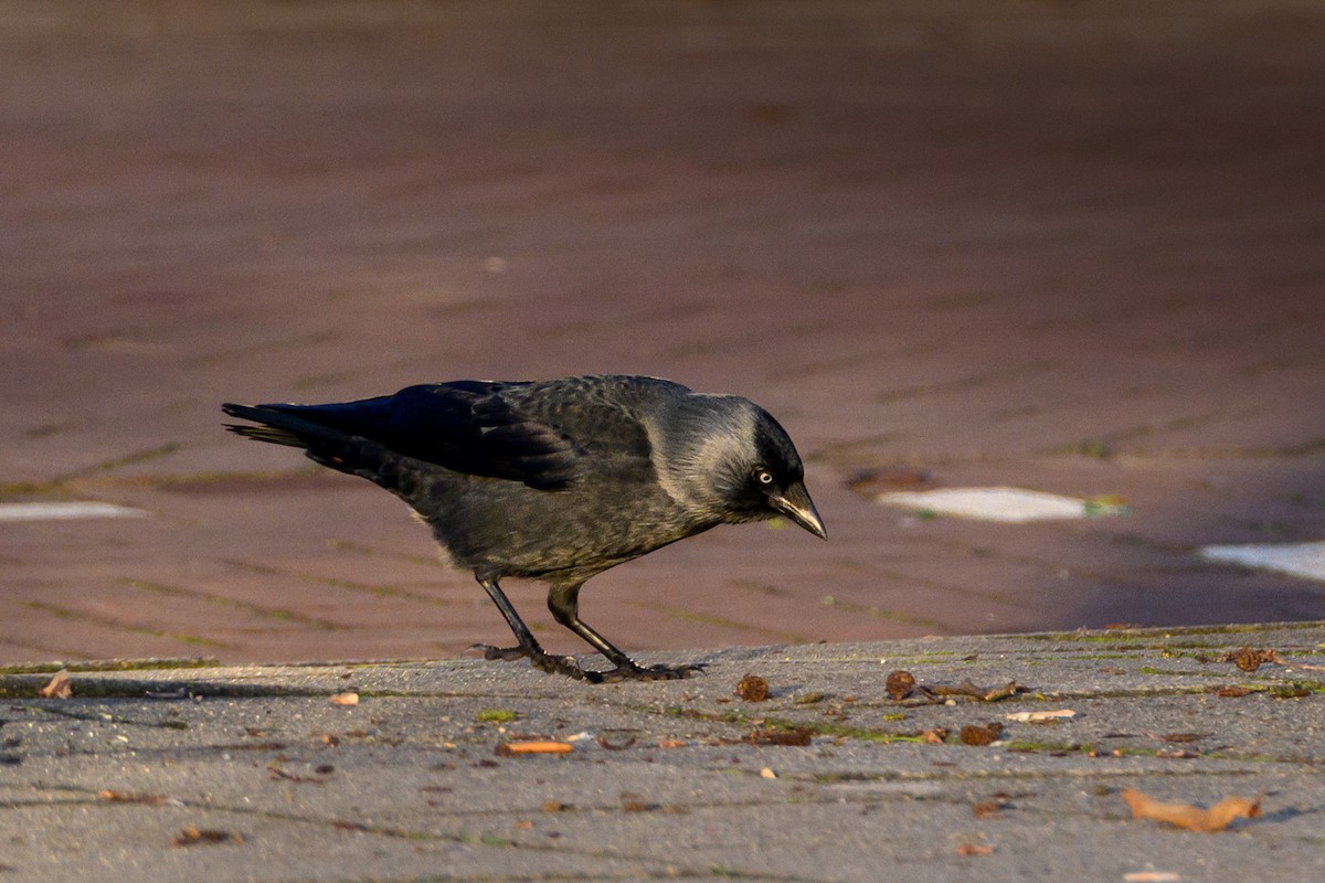 Taccola - ML649306273