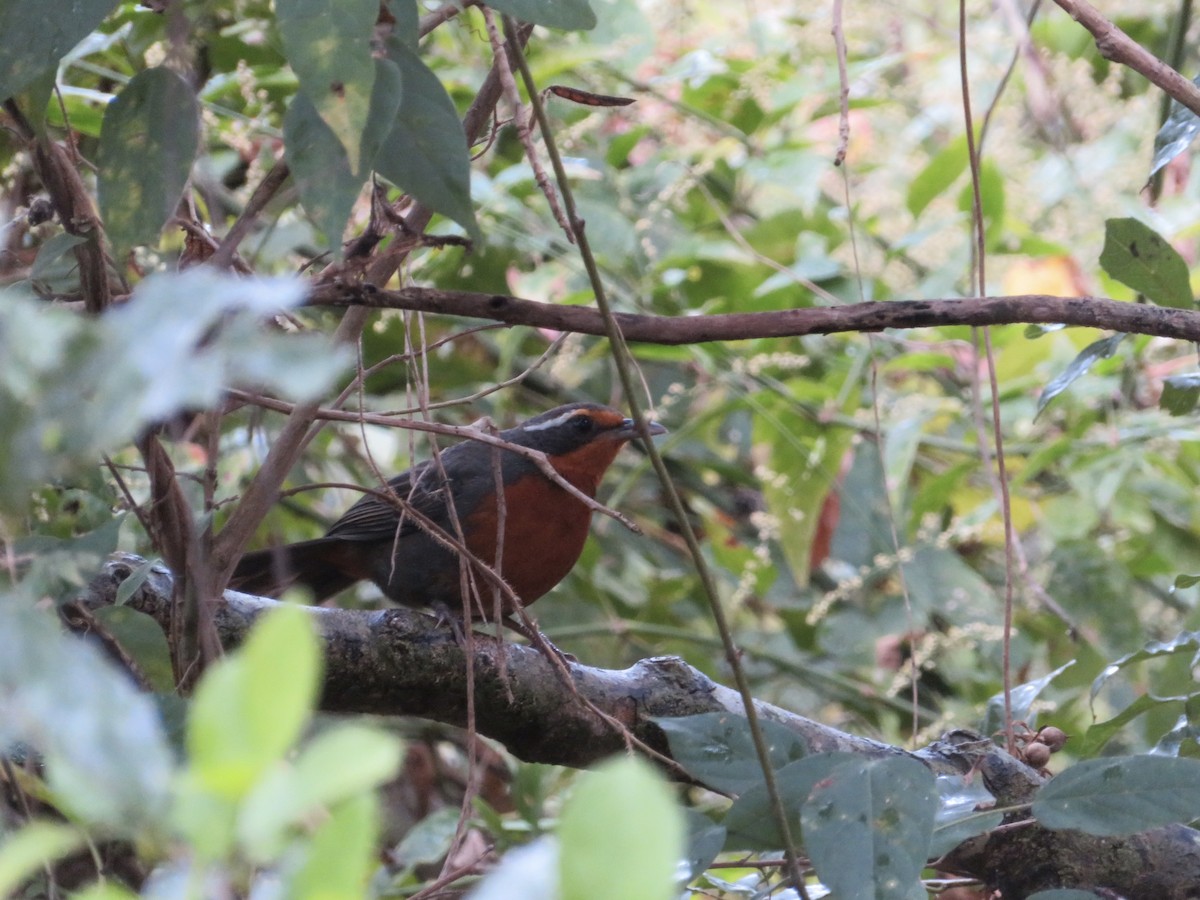 Rosy Thrush-Tanager - ML649306274