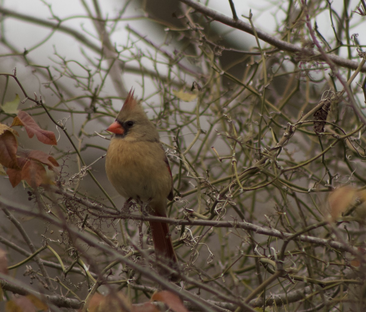 Northern Cardinal - ML649306279