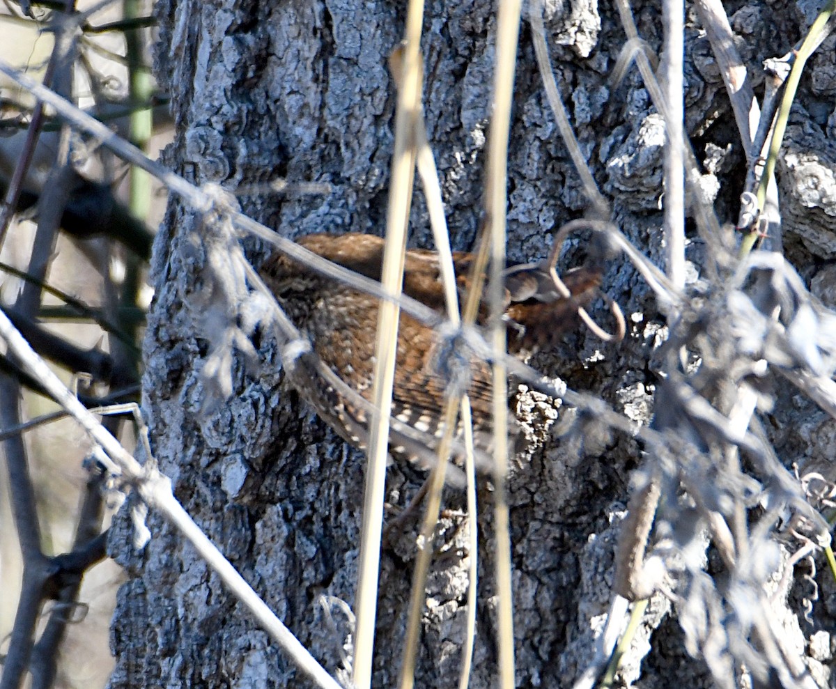 Winter Wren - ML649306820