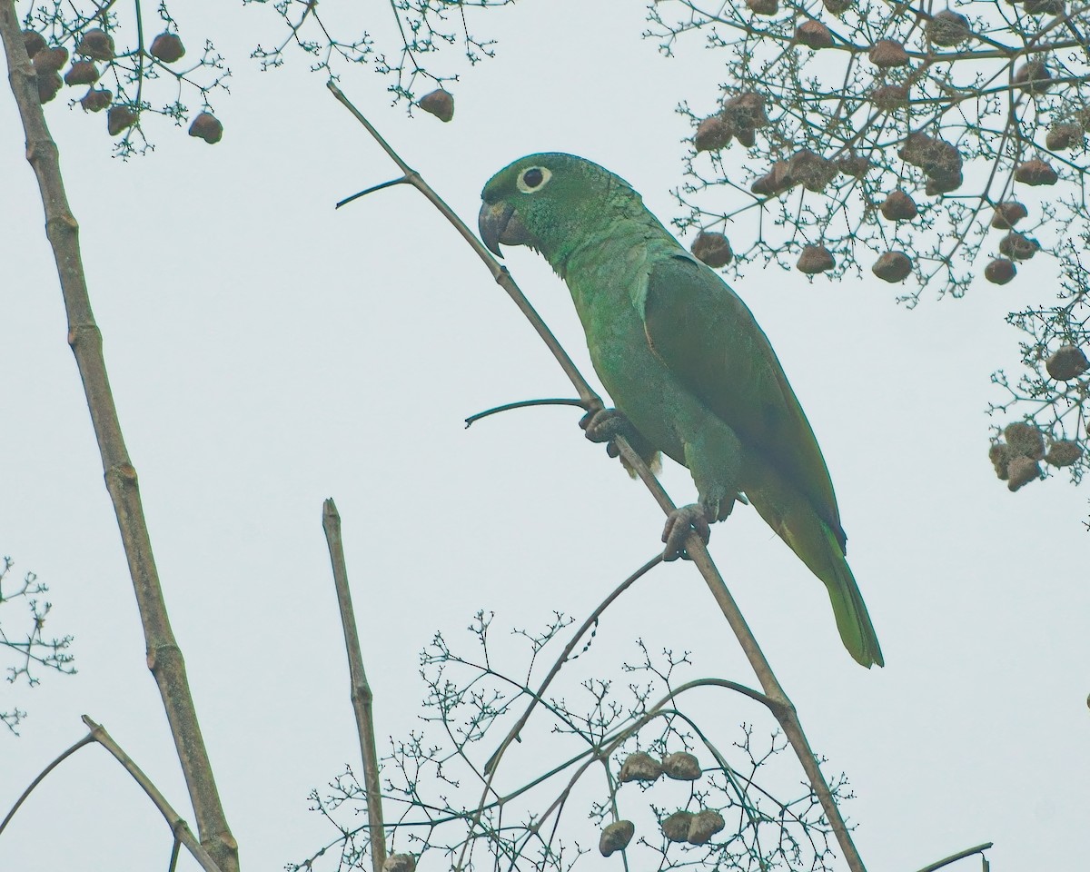 eBird Checklist - 11 Jan 2026 - Avicar - 8 species
