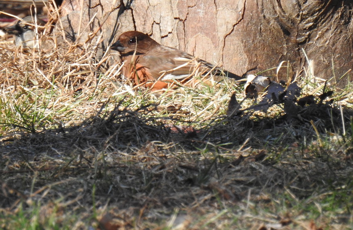 Eastern Towhee - ML649307123