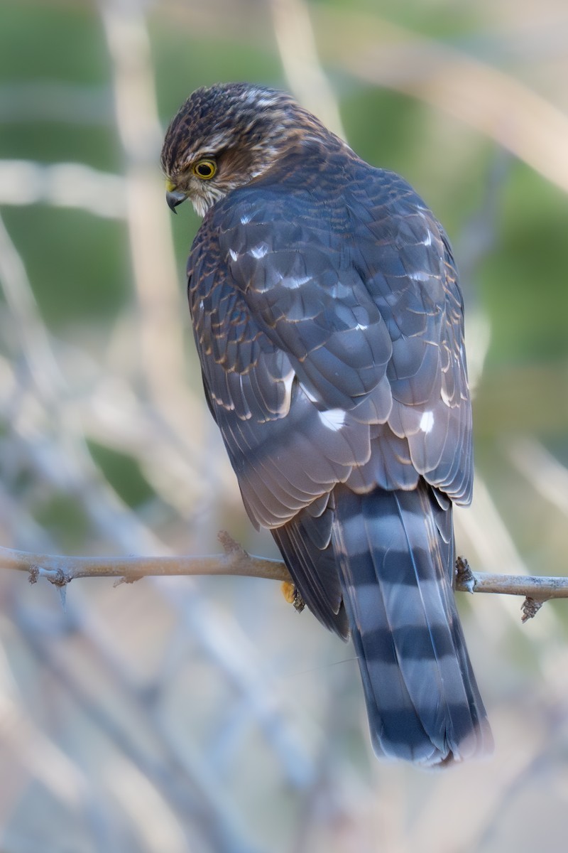 Sharp-shinned Hawk - ML649307126