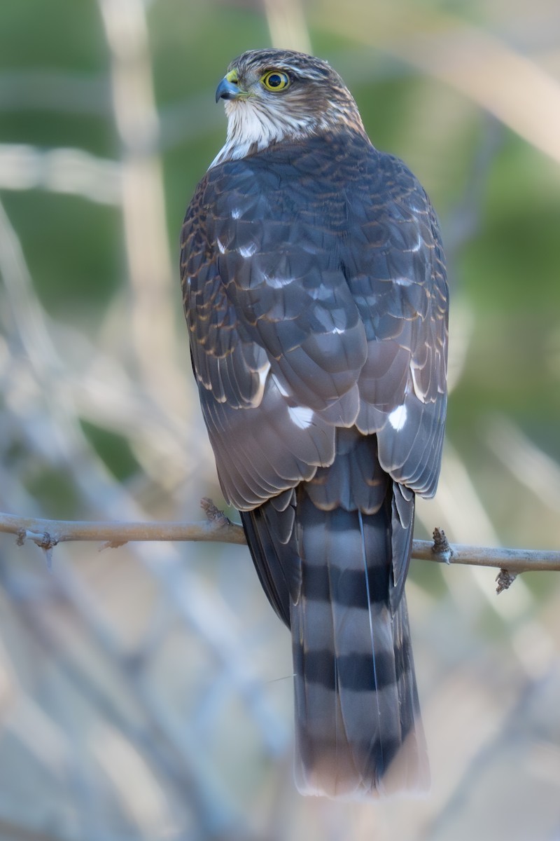 Sharp-shinned Hawk - ML649307127