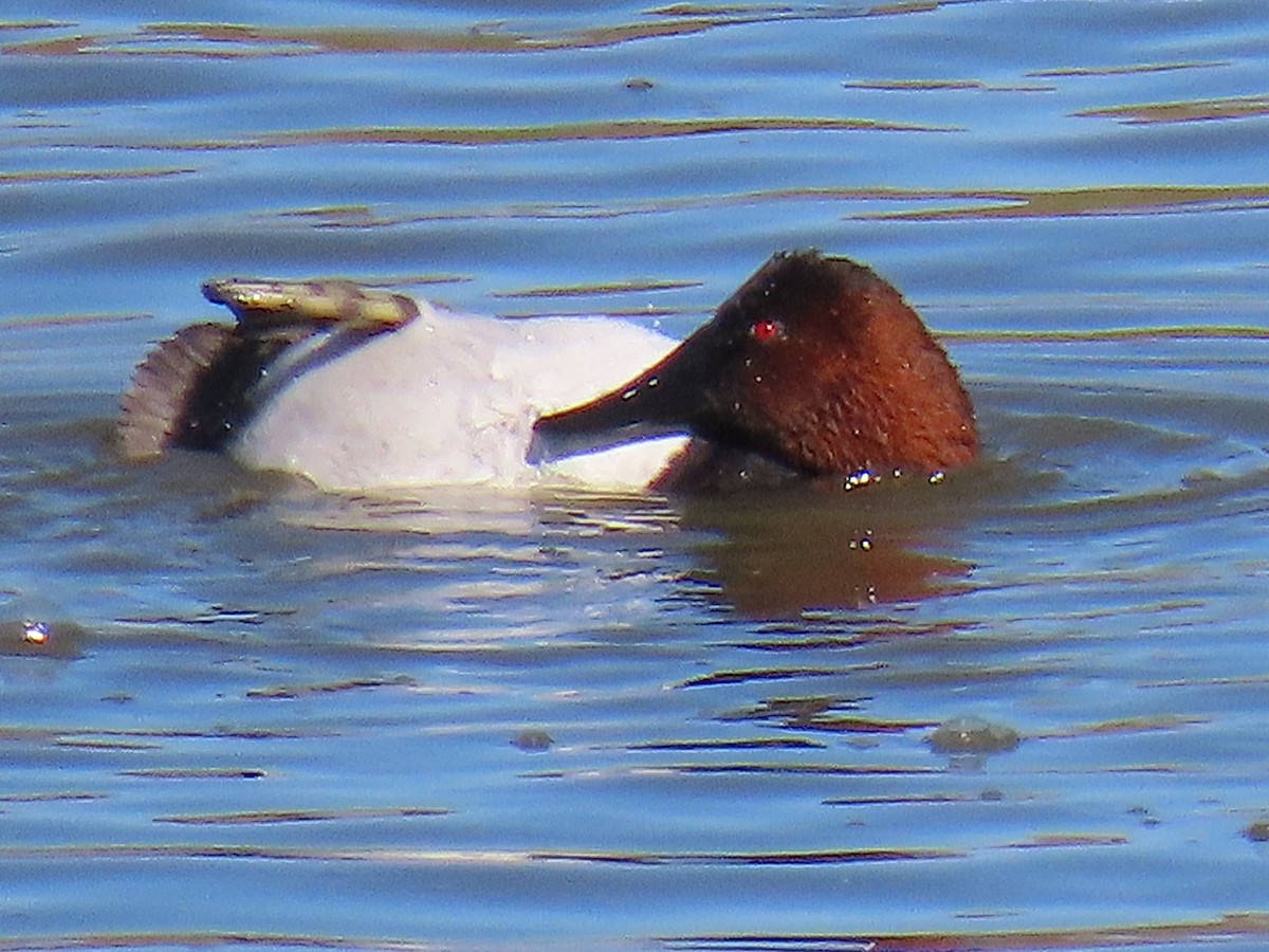 Canvasback - ML649307246