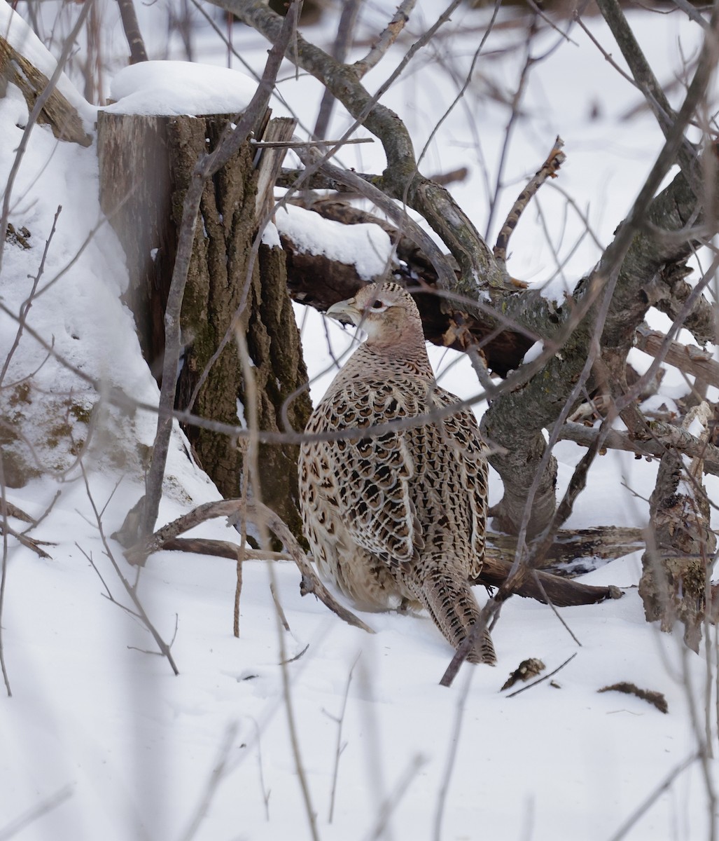 bažant obecný - ML649307463