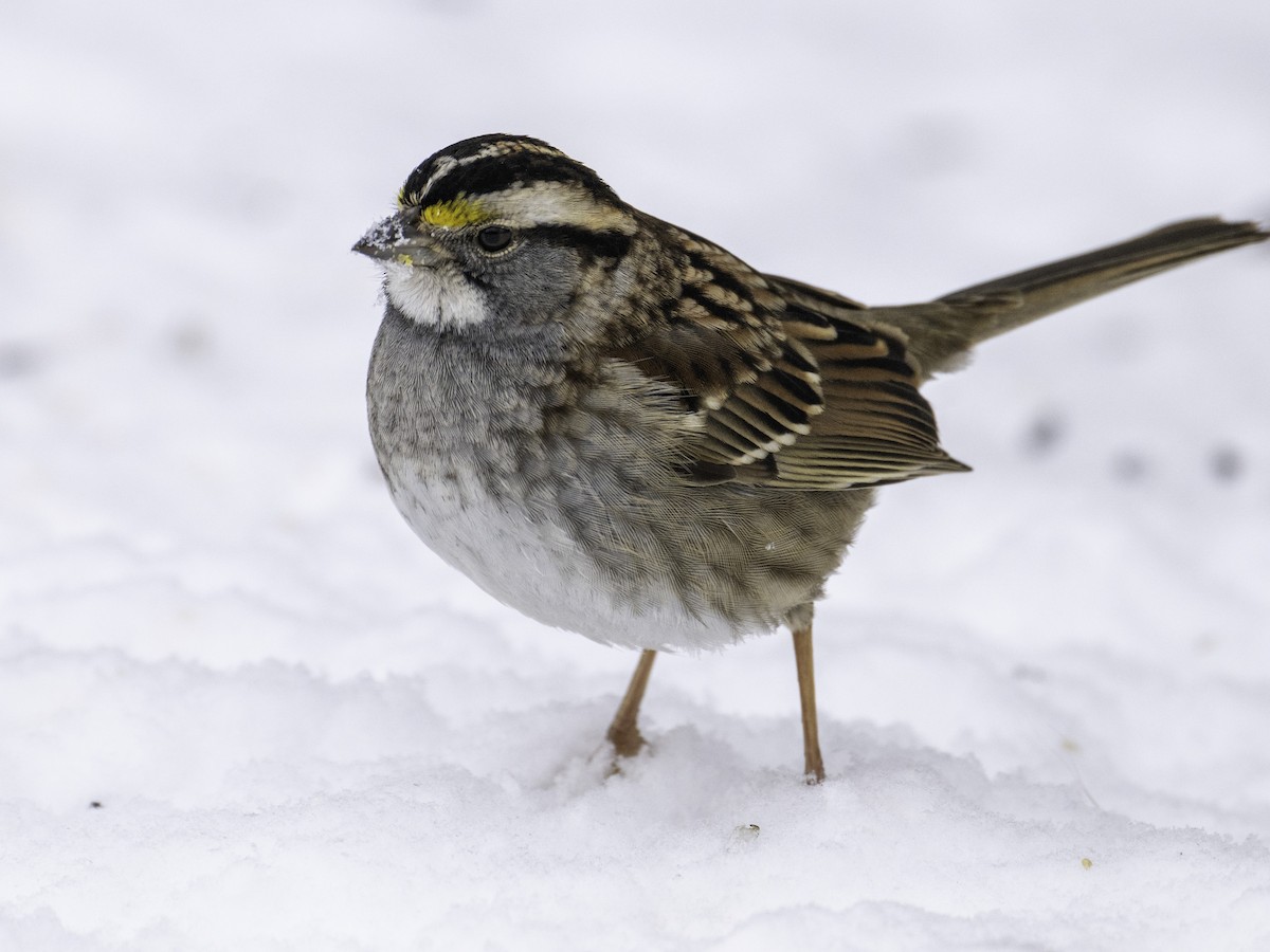 White-throated Sparrow - ML649307488