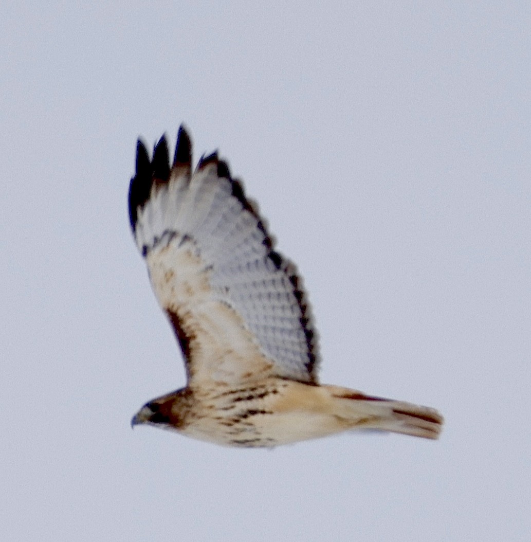 káně rudochvostá - ML649307499