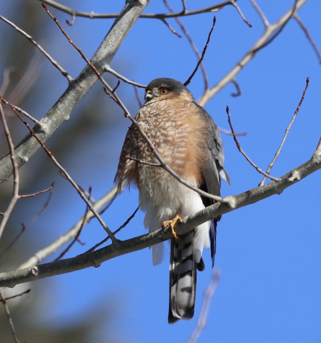 krahujec americký - ML649307556