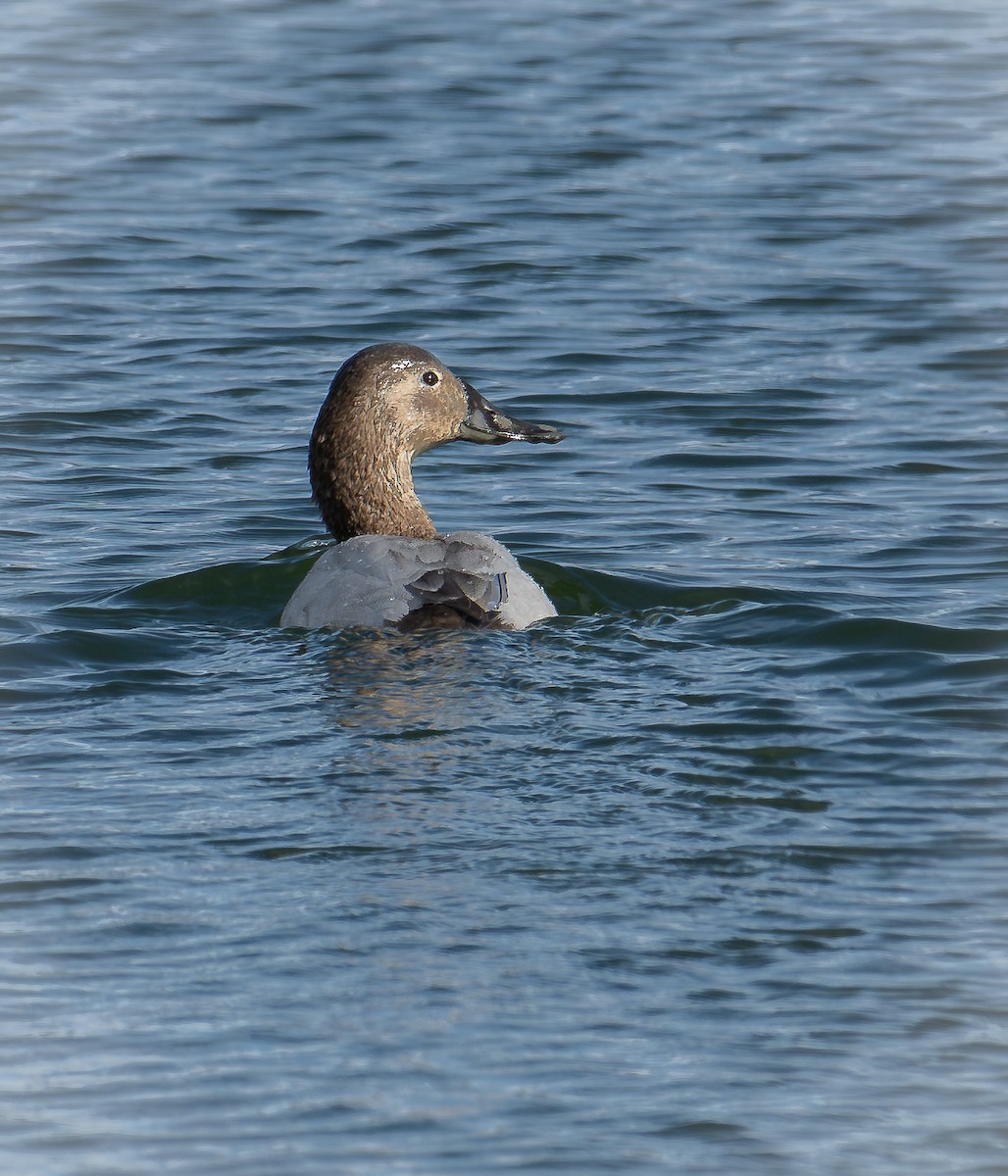 Canvasback - ML649307598