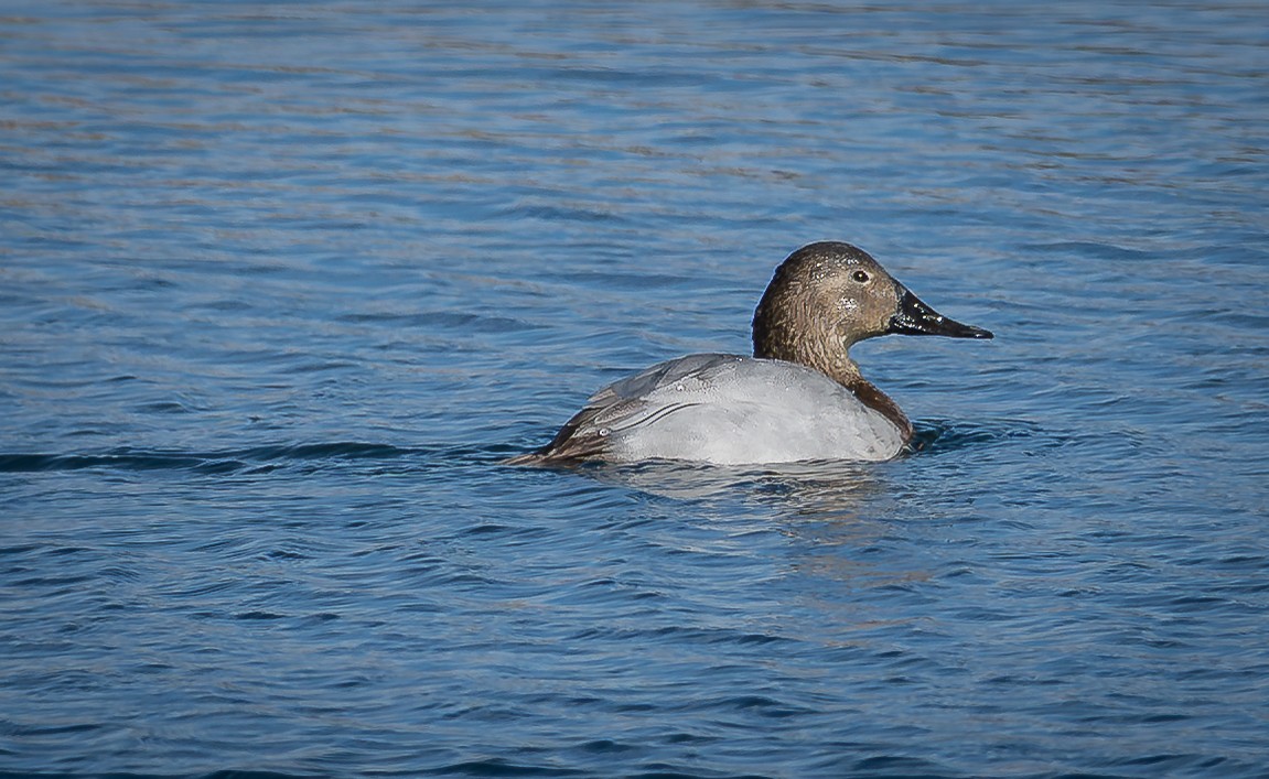 Canvasback - ML649307629