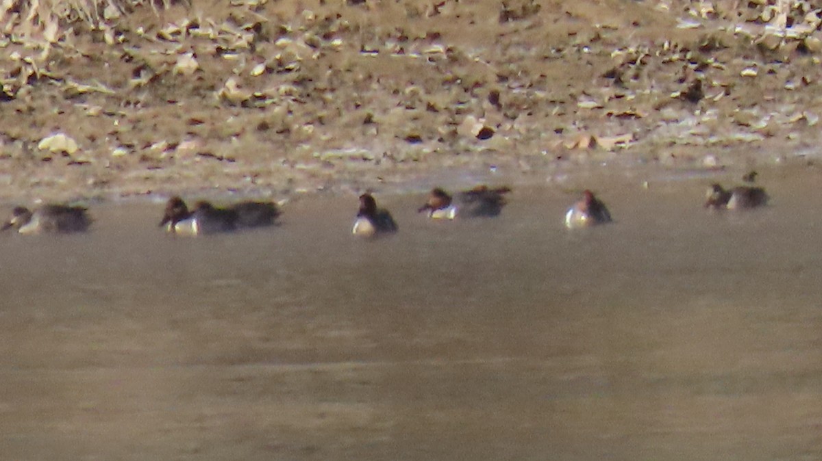 Alzavola - ML649307716