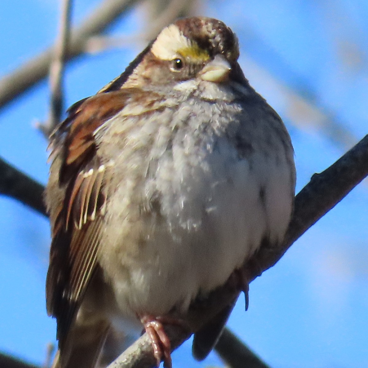 White-throated Sparrow - ML649307734