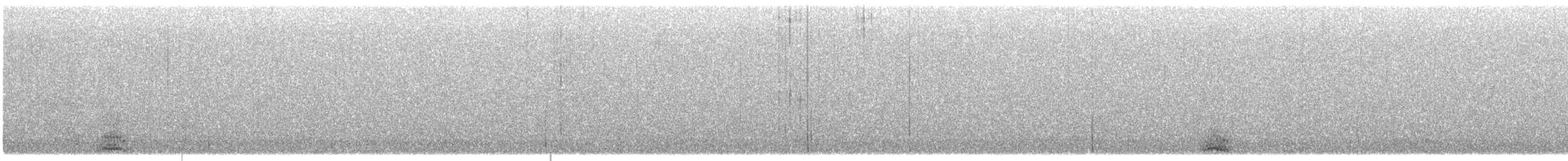 hohol bělavý - ML649307736