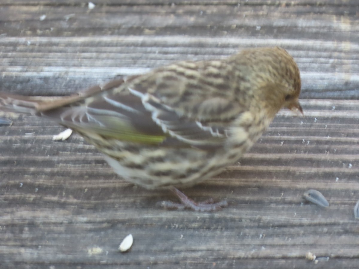 Pine Siskin - ML649307949