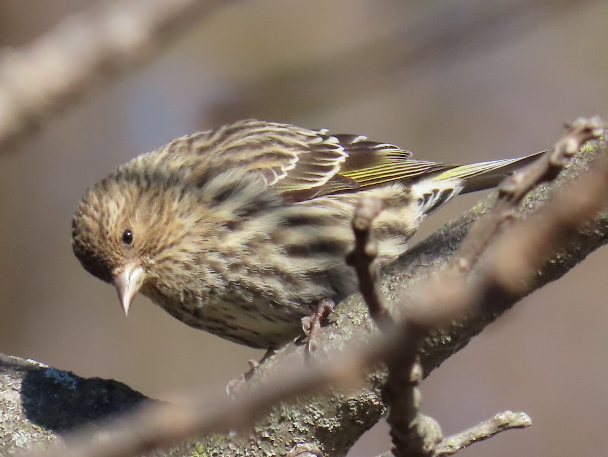 Pine Siskin - ML649307950