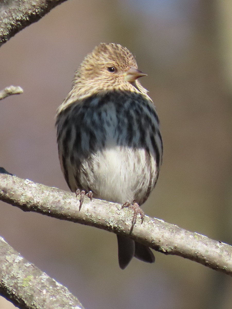Pine Siskin - ML649307951