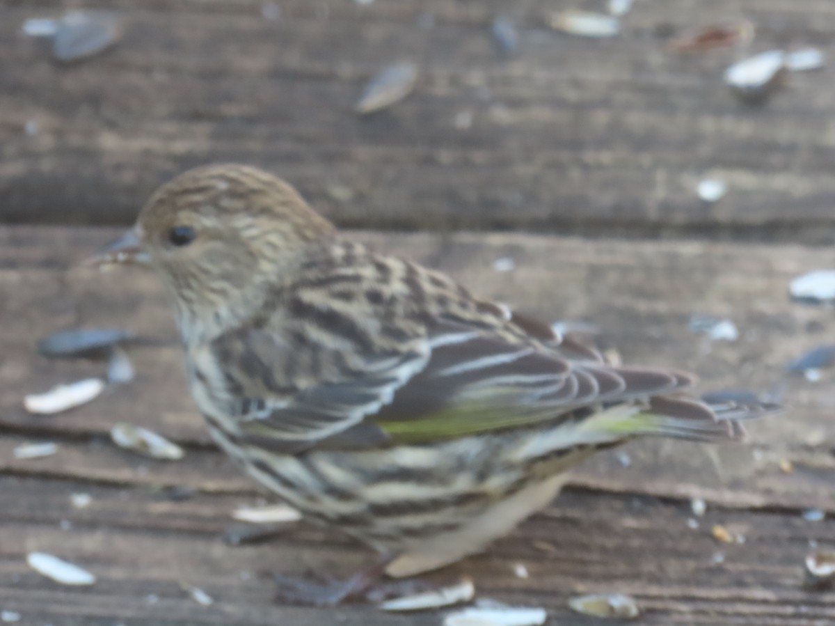 Pine Siskin - ML649307952