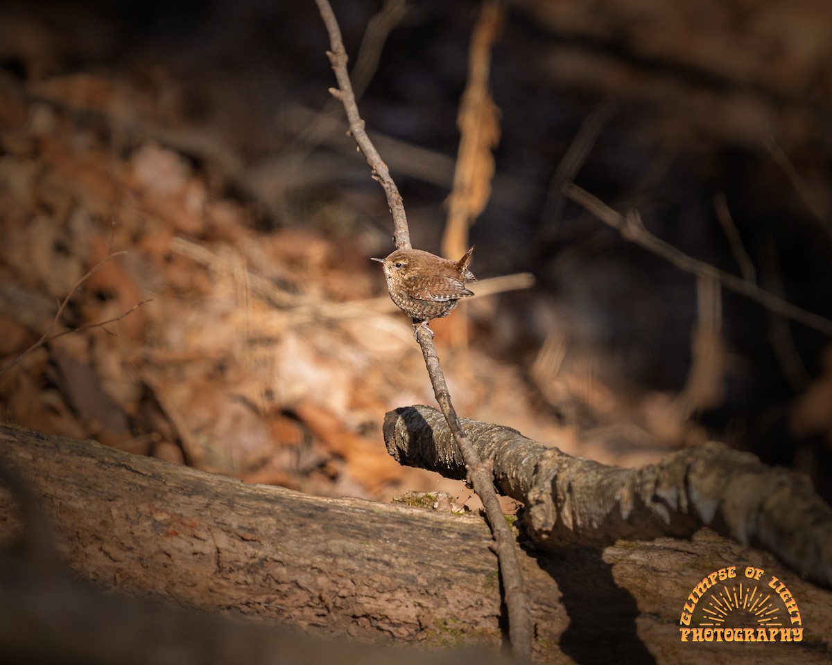 Winter Wren - ML649307977
