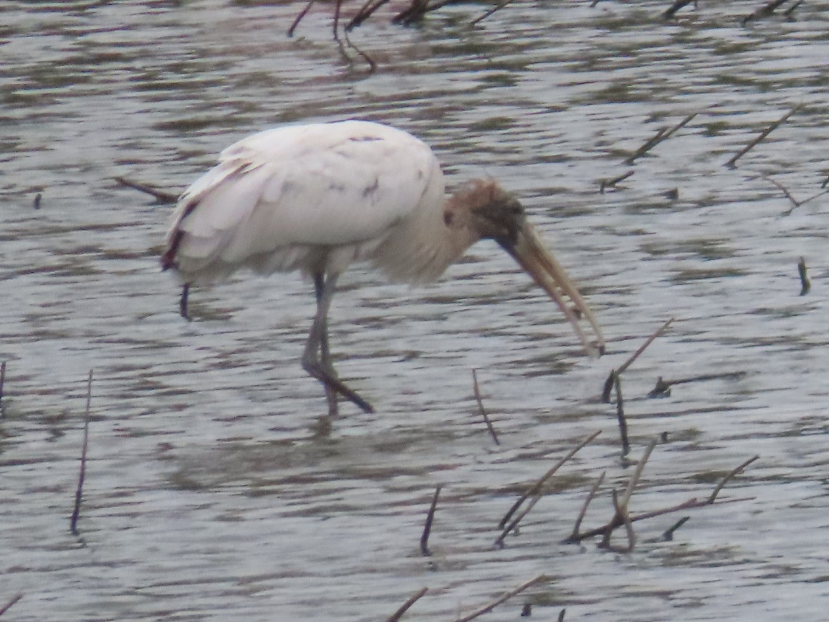 Wood Stork - ML649308198