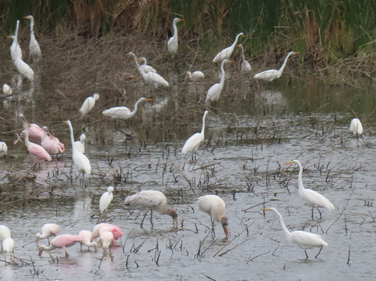 Wood Stork - ML649308199