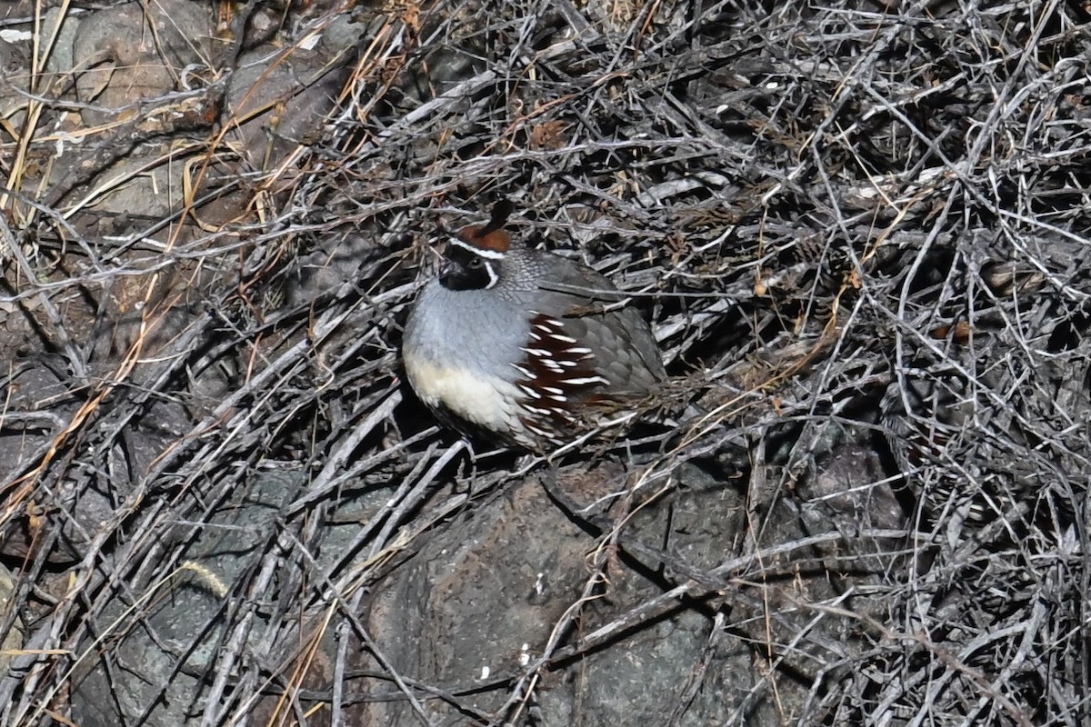 Gambel's Quail - ML649308663