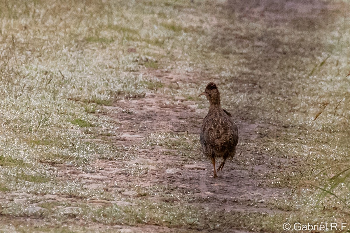 tinama skvrnitokrká - ML649308676