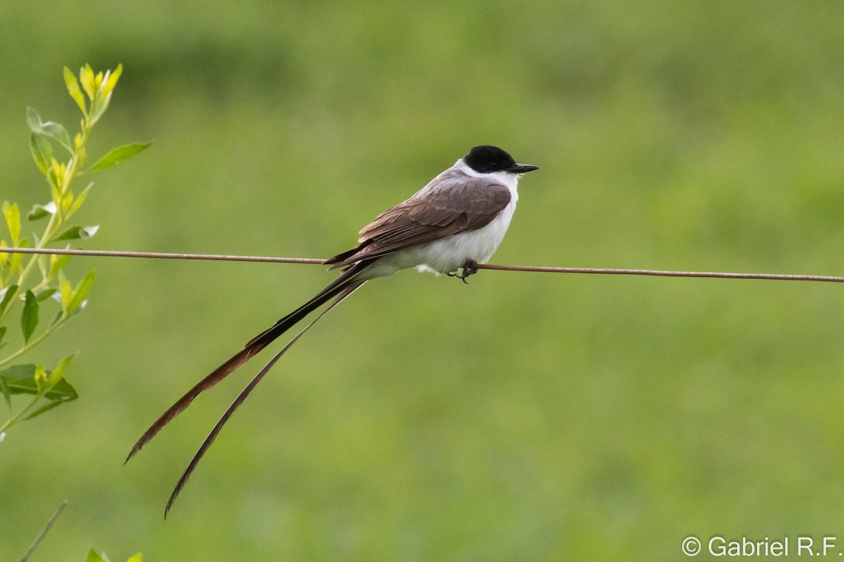 tyran savanový - ML649308685