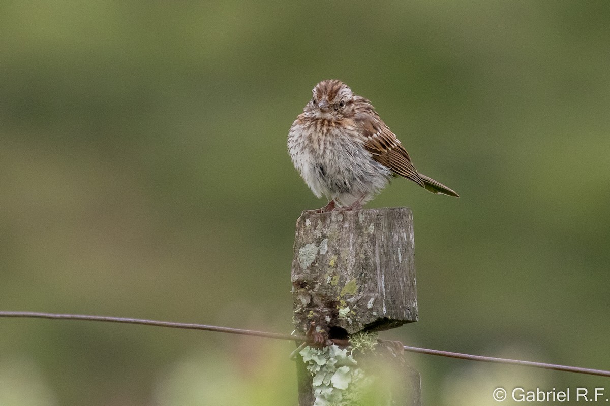 Rufous-collared Sparrow - ML649308687