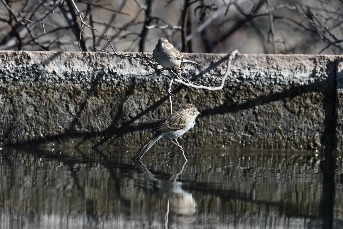 Brewer's Sparrow - ML649308692