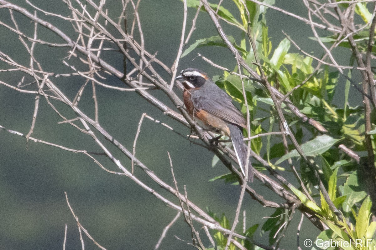Black-and-chestnut Warbling Finch - ML649308696