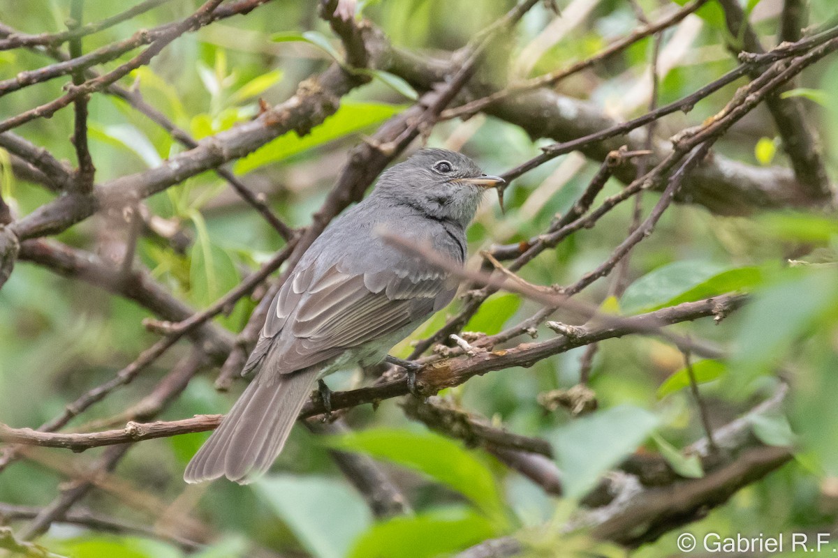 Slaty Elaenia - ML649308791