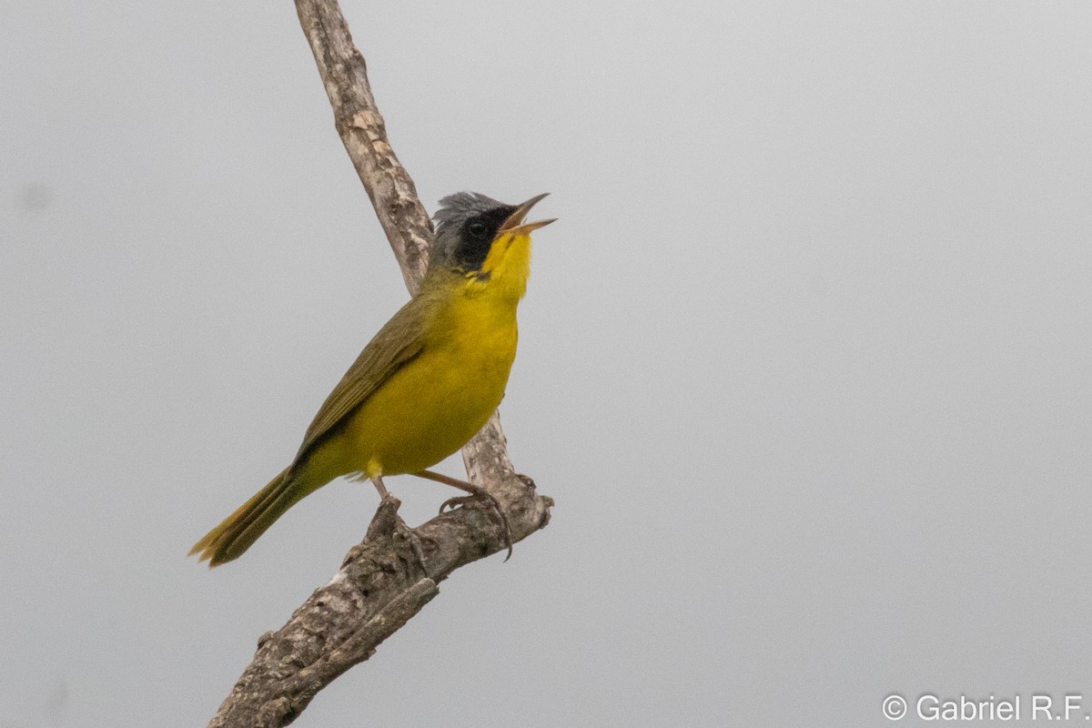 Southern Yellowthroat - ML649308799