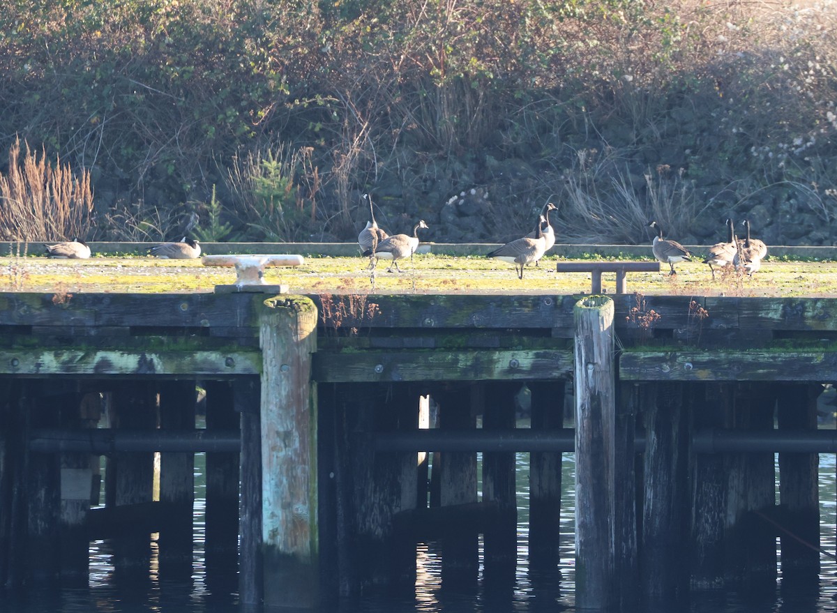 eBird Checklist - 17 Jan 2026 - Aerated Stabilization Basin - 22 species