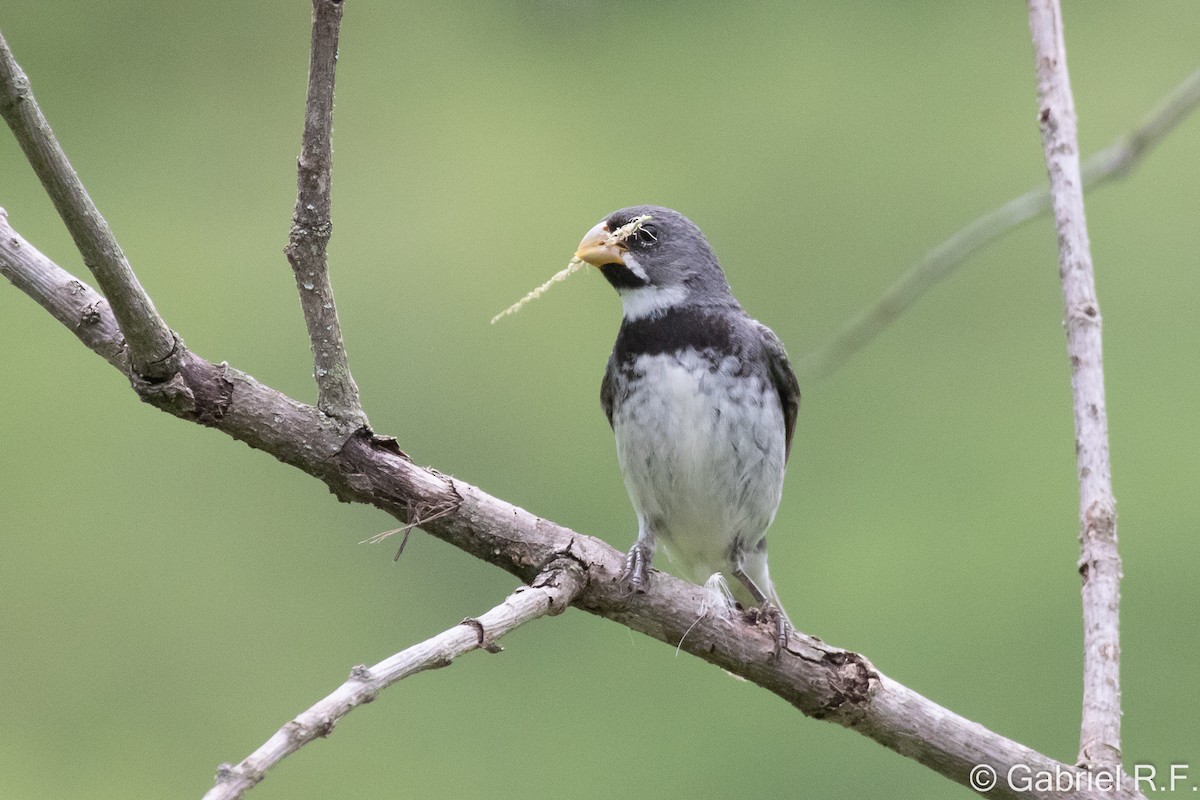 Double-collared Seedeater - ML649308803