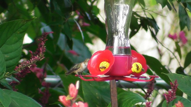Rufous Hummingbird - ML649309034