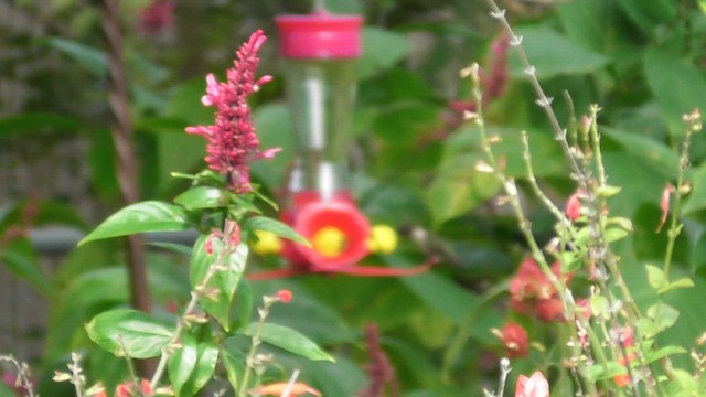 Ruby-throated Hummingbird - ML649309064