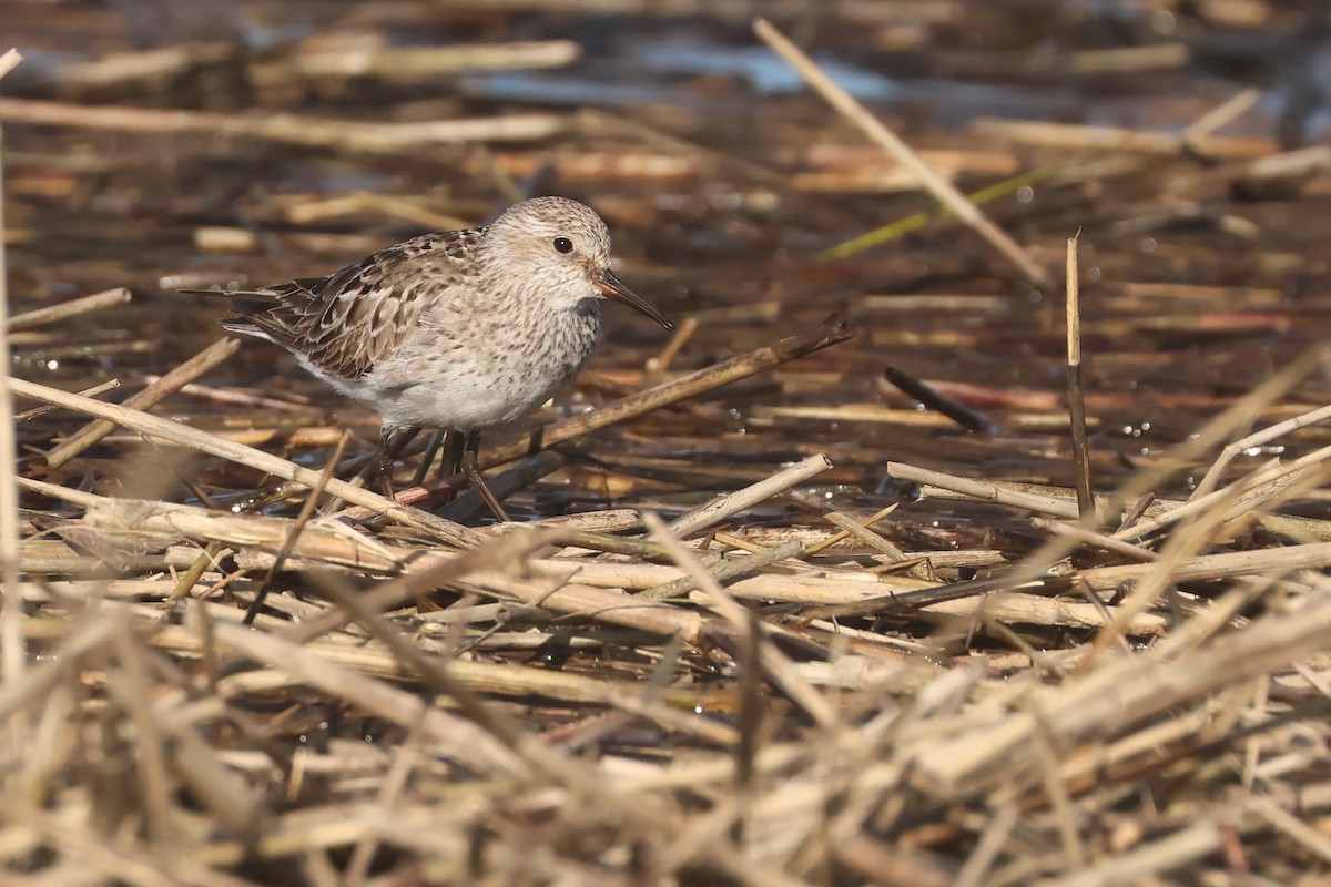 White-rumped Sandpiper - ML649309174