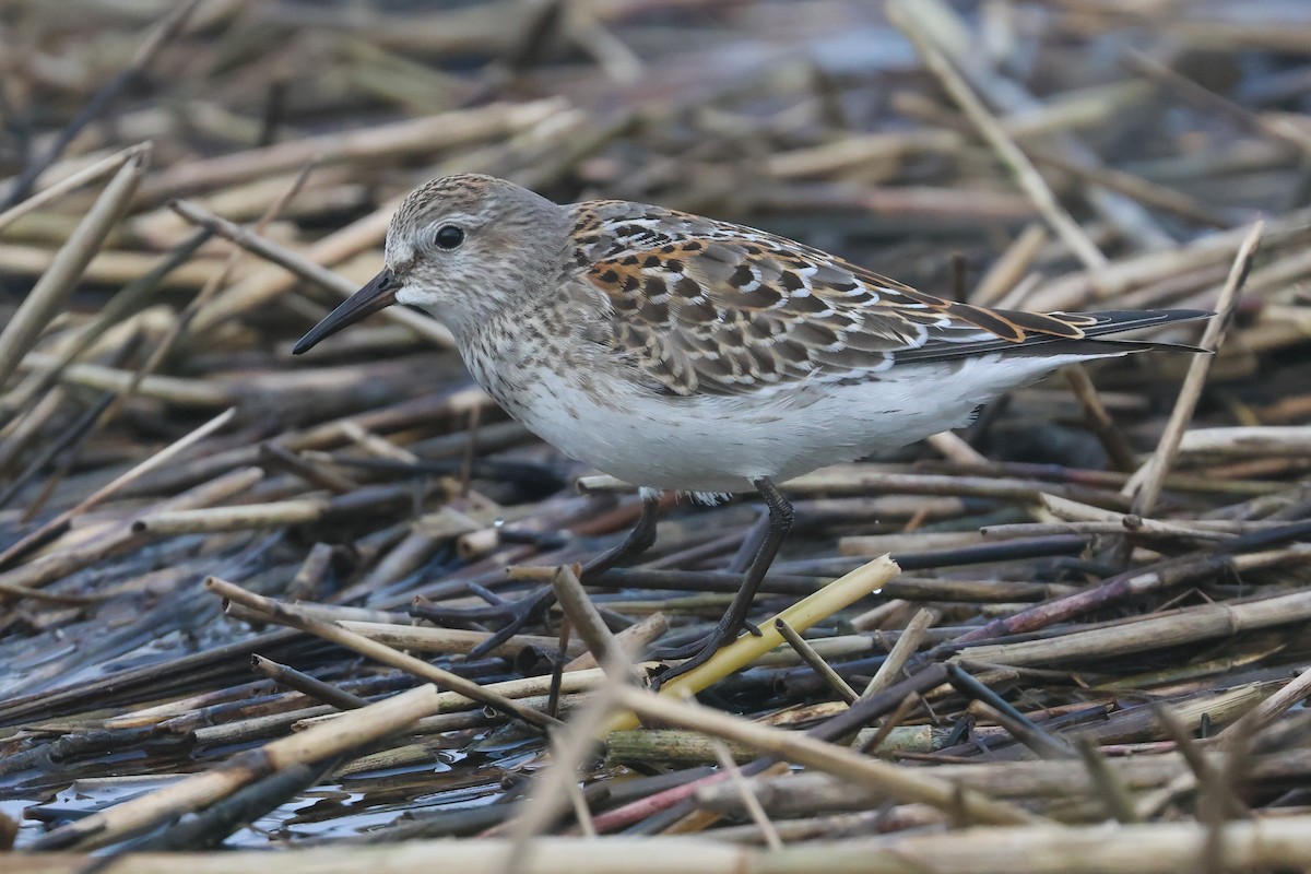 White-rumped Sandpiper - ML649309175