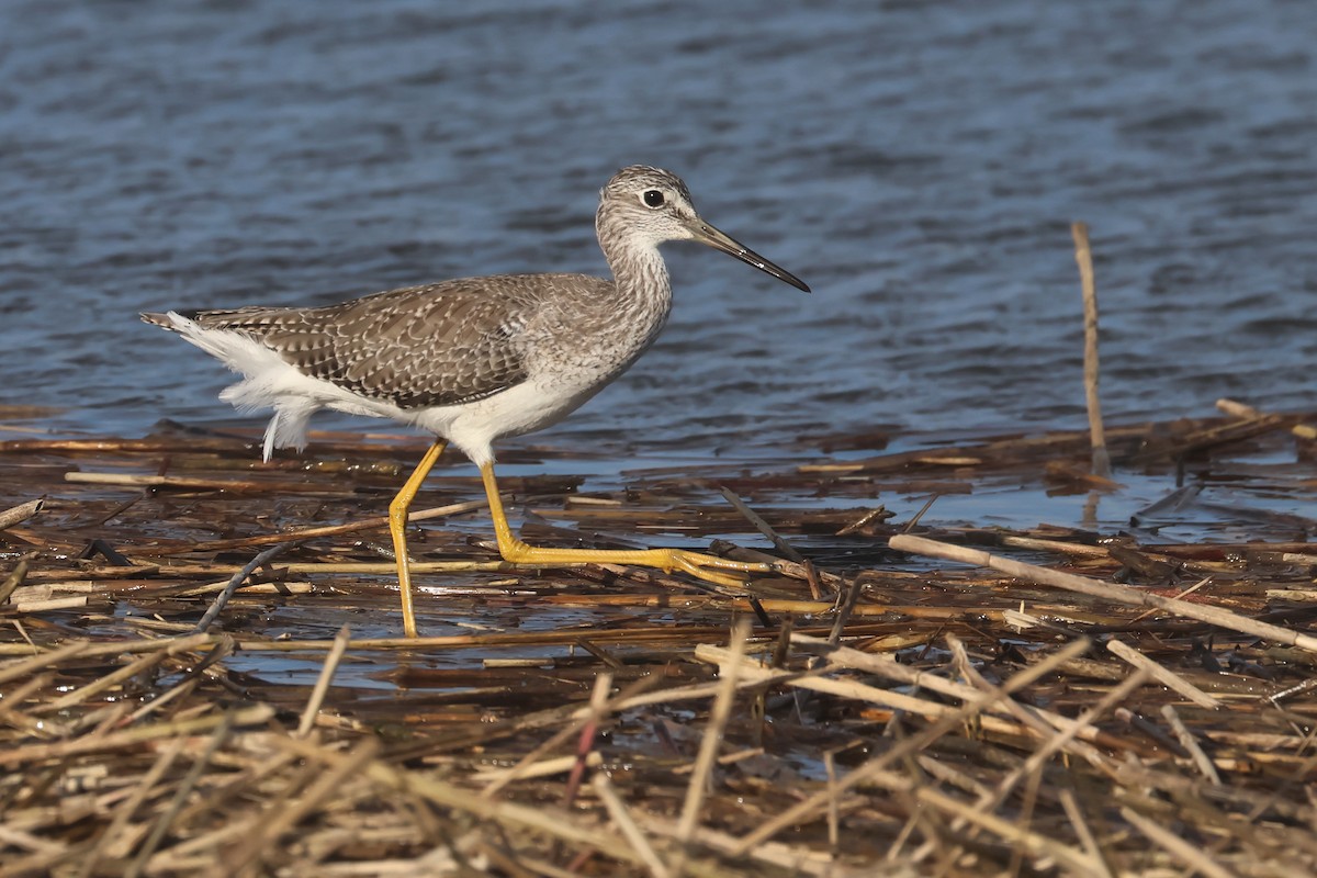 Greater Yellowlegs - ML649309353