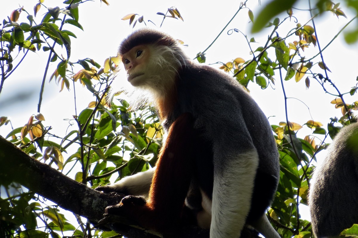 Red-shanked Douc Langur - ML649309654