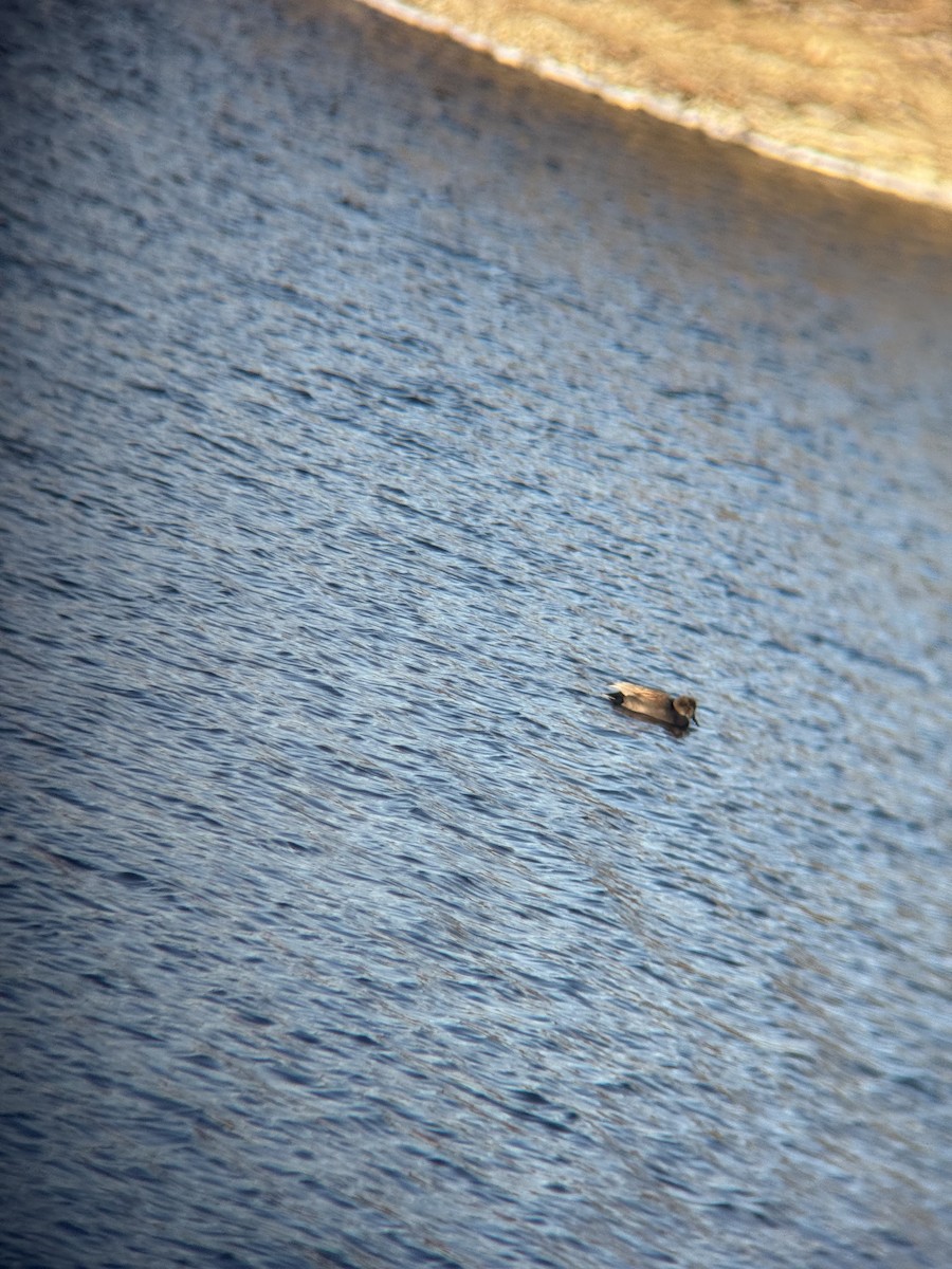 Canapiglia - ML649309878