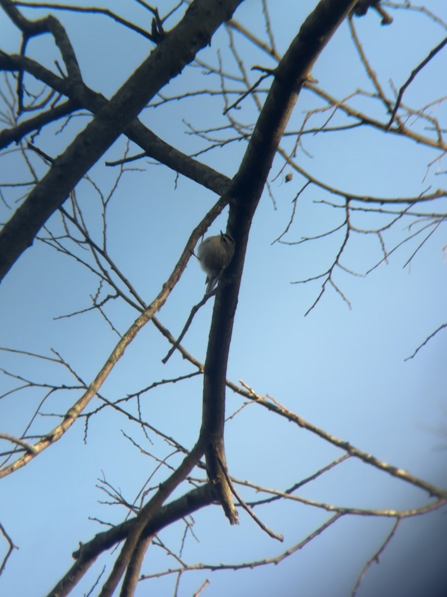Golden-crowned Kinglet - ML649309890